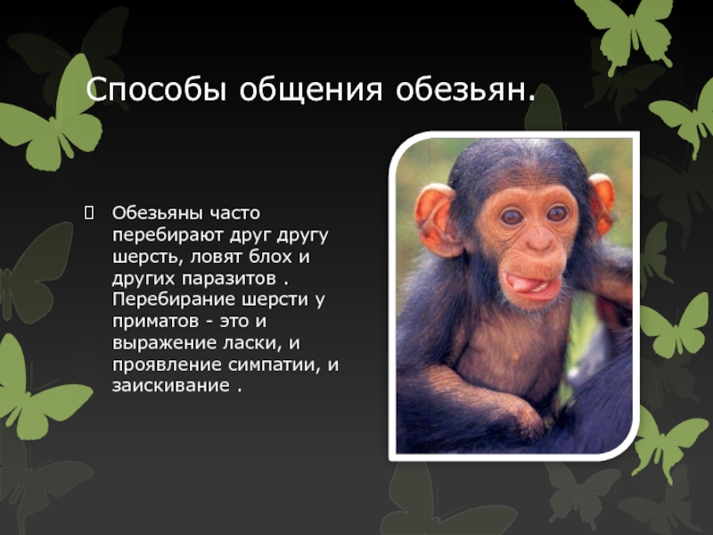 Краткое содержание обезьянка 3 класс. Обезьяна для презентации. Описание обезьяны. Доклад про обезьян. Информация о шимпанзе.