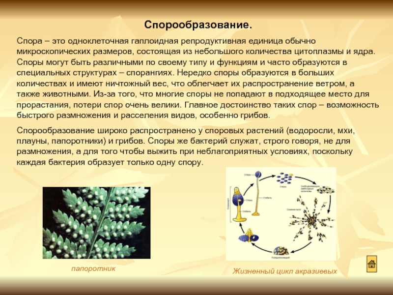 Функция спор грибов