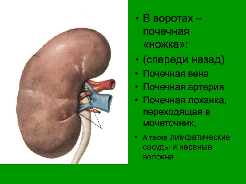 Увеличена почки причины