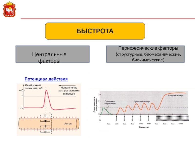 Центр фактор. Биомеханические факторы. Периферические факторы. Периферийные факторы это. Факторы быстроты.