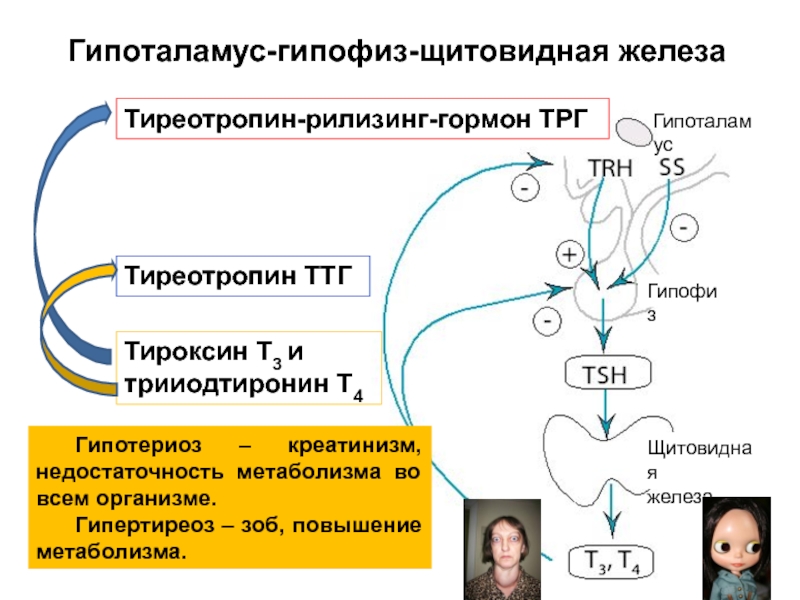 Гормоны гипофиза биохимия презентация