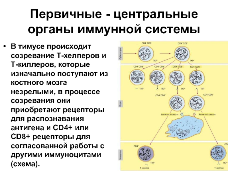 Иммунитет микробиология. Иммунная система организма микробиология. Первичные и вторичные иммунные органы. Первичные органы иммунитета. Иммунитет схема микробиология.