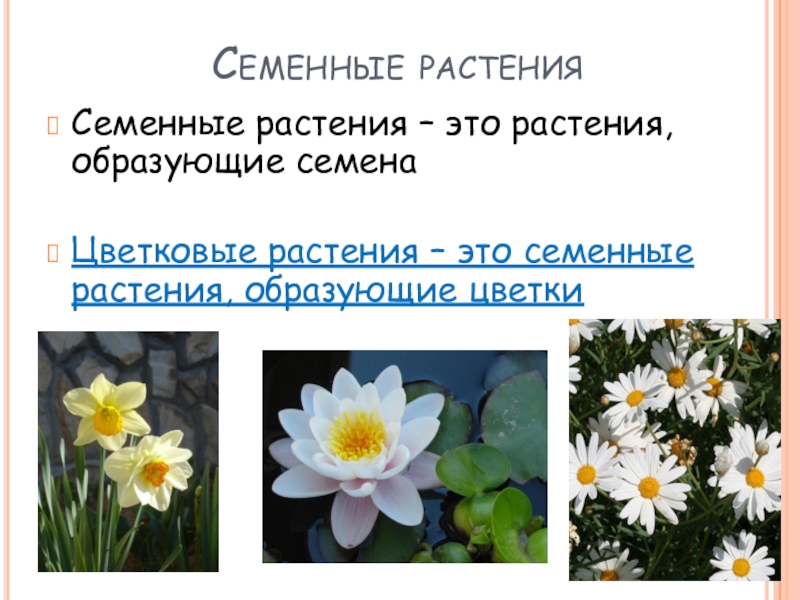 Семенные растения примеры 6 класс. Семенные растения. Многообразие семенных растений. Растения образующие семена. Семенные растения презентация.