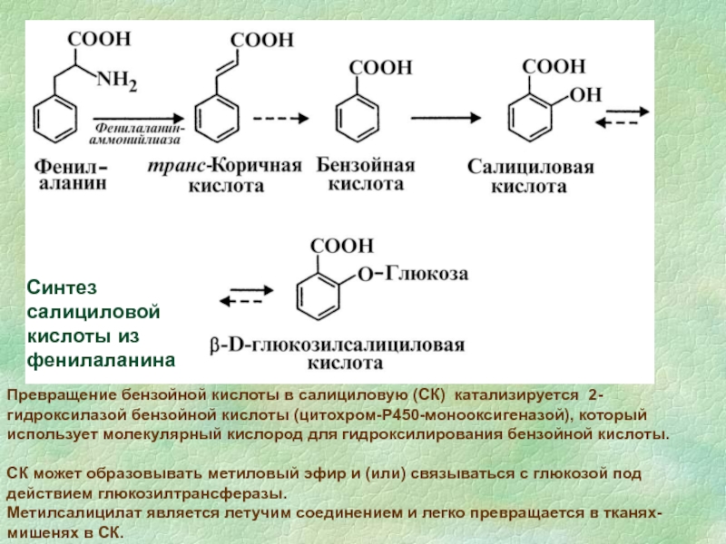 Нагревание бензойной кислоты. Бензойная кислота pocl3. Синтез салициловой кислоты в растениях. Бензойная кислота из фенилаланина. Бензойная кислота с2н5он.