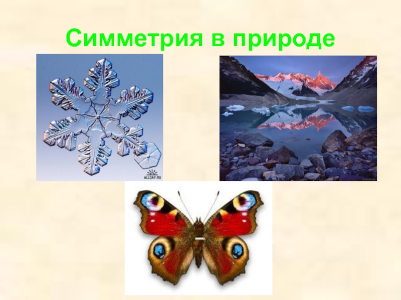 Живая природа и симметрия проект