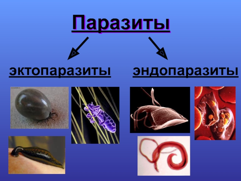 Организм паразит животного