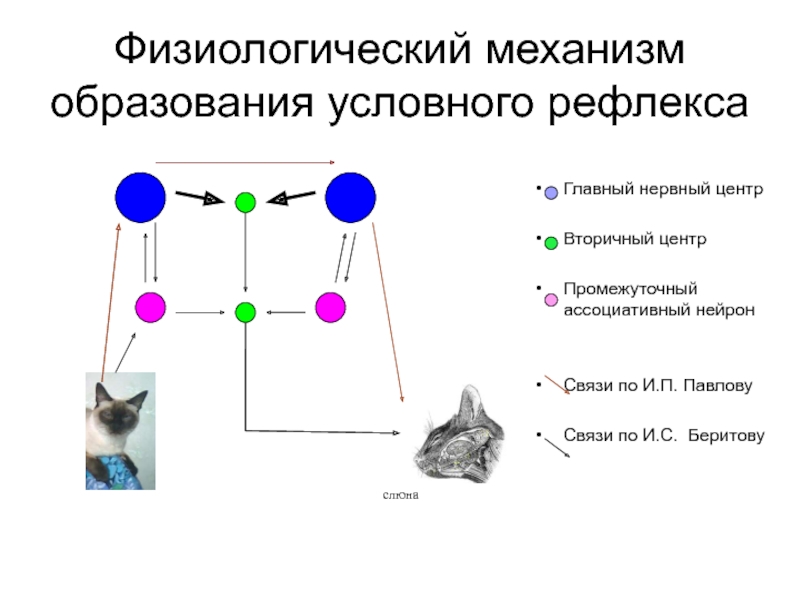 Образование условных рефлексов. Механизм формирования условного рефлекса. Механизм образования условных рефлексов. Схема образования условного рефлекса. Механизм образования условного рефлекса схема.