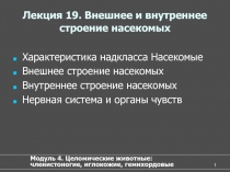 Внешнее и внутреннее строение насекомых 