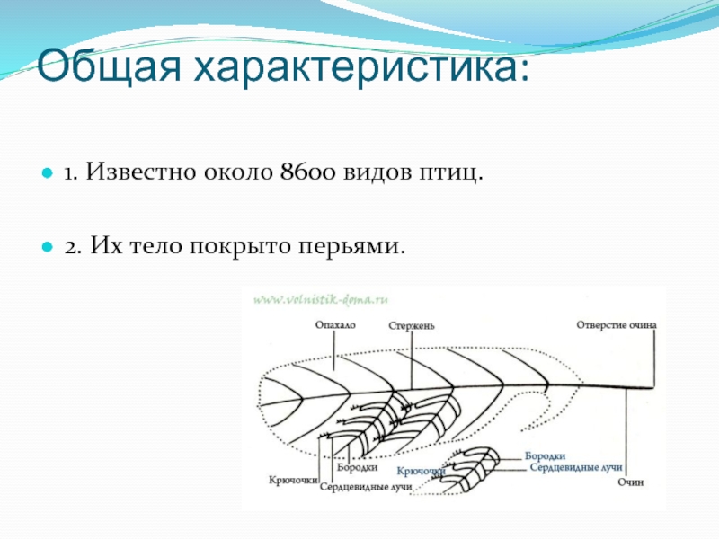 Презентация на тему общая характеристика птиц