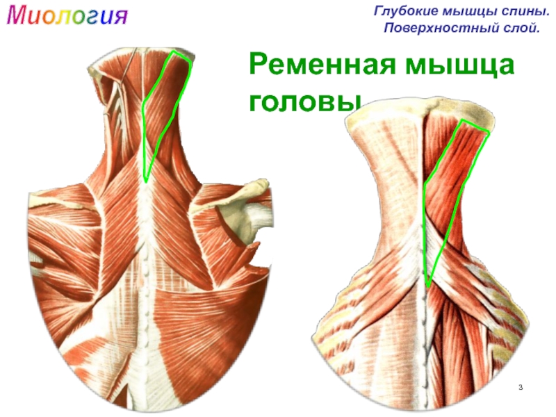 Ременная мышца