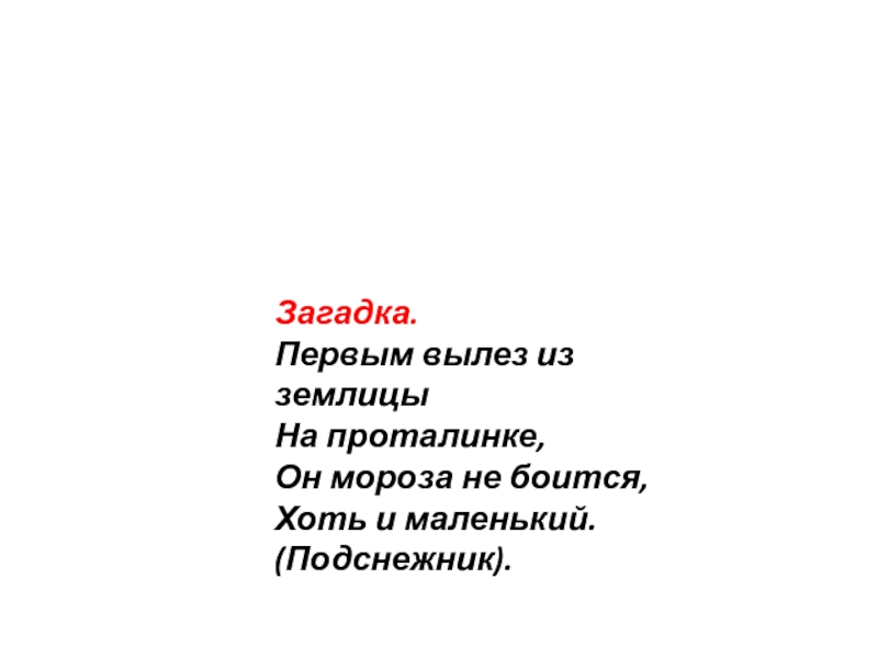 Загадка первым вылез из землицы на проталине