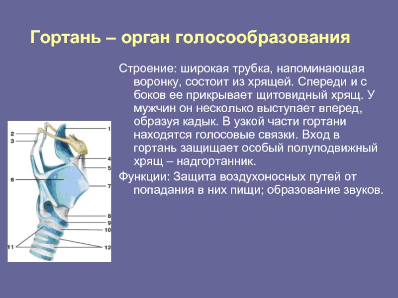 Гортань – орган голосообразованияСтроение: широкая трубка, напоминающая воронку, состоит из хрящей. Спереди и с боков ее прикрывает