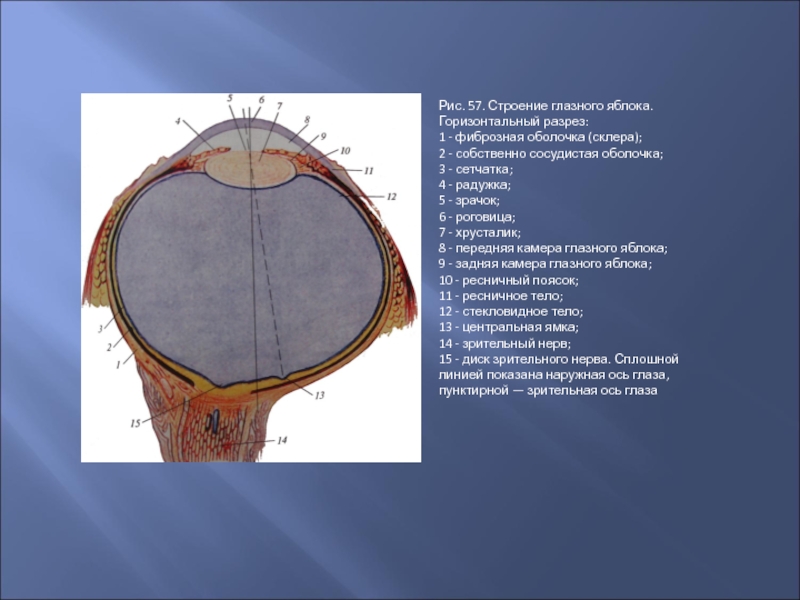Роговица и склера глазного яблока. Фиброзная оболочка глаза анатомия.