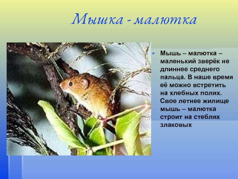 Мышка - малюткаМышь – малютка – маленький зверёк не длиннее среднего пальца. В наше время её можно