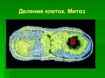 Деление клеток - Митоз