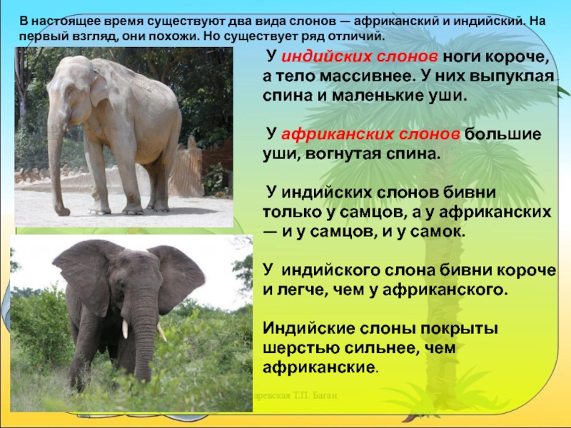 Известно что индийский слон. Африканский и индийский слон различия. Индийский слон описание. Африканские и индийские слоны. Индийские слоны и африканские слоны.