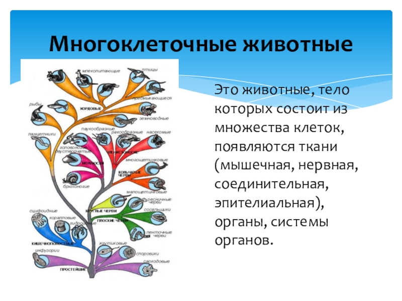 Проект на тему царство животных 5 класс биология