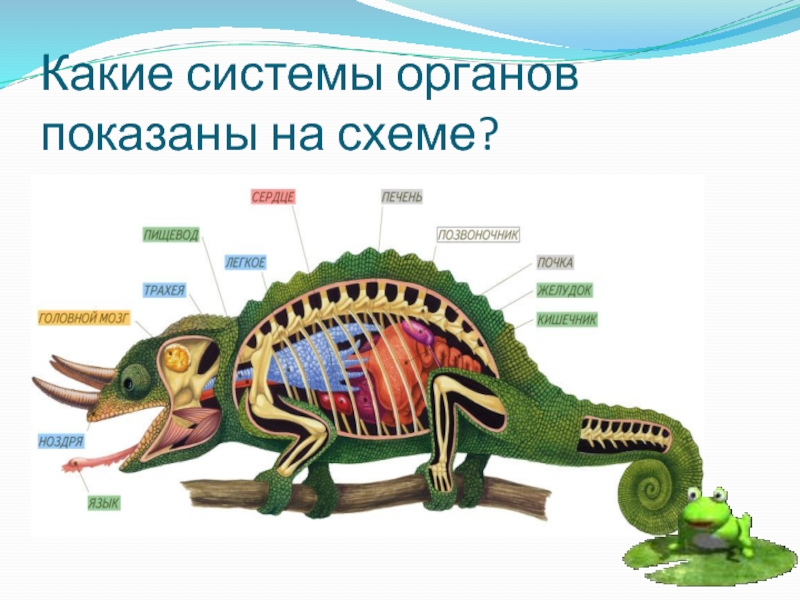 Организм животного 4. Пресмыкающиеся отличие от земноводных сердце. 10 Отличий пресмыкающихся и земноводных.