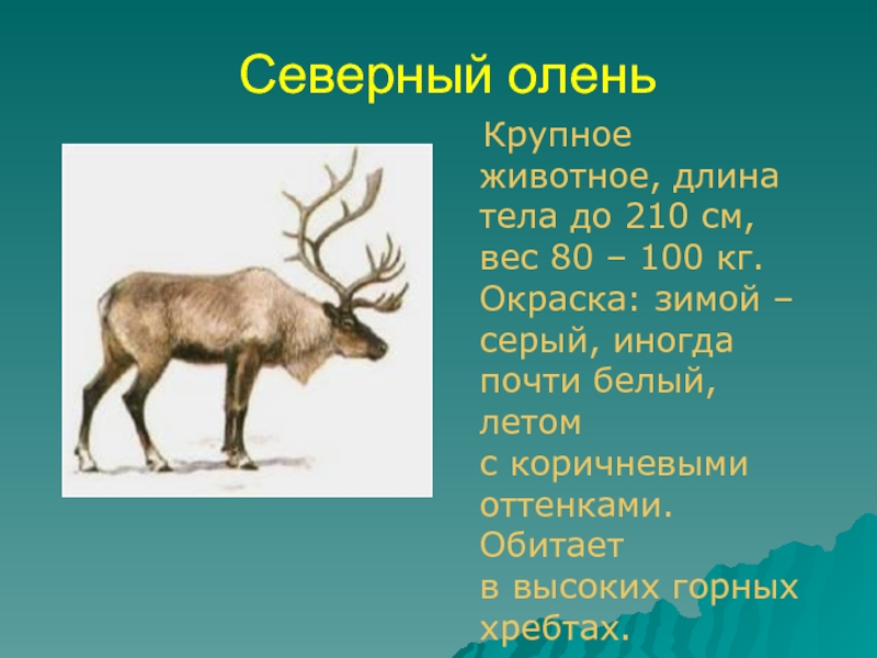 Северный олень  Крупное животное, длина тела до 210 см, вес 80 – 100 кг. Окраска: зимой