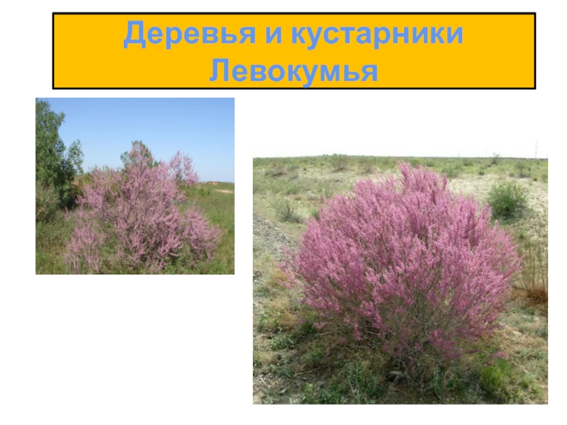 Презентация Деревья и кустарники Левокумья