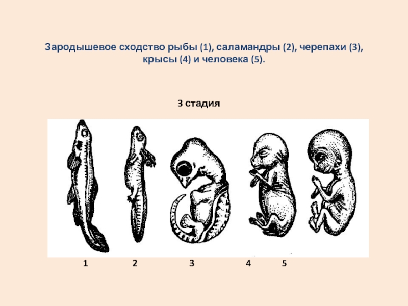 На рисунке изображен эмбрион человека в разные периоды времени