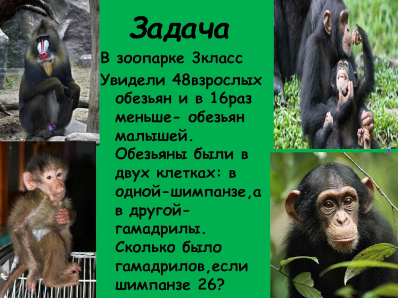 ЗадачаВ зоопарке 3классУвидели 48взрослых обезьян и в 16раз меньше- обезьян малышей. Обезьяны были в двух клетках: в