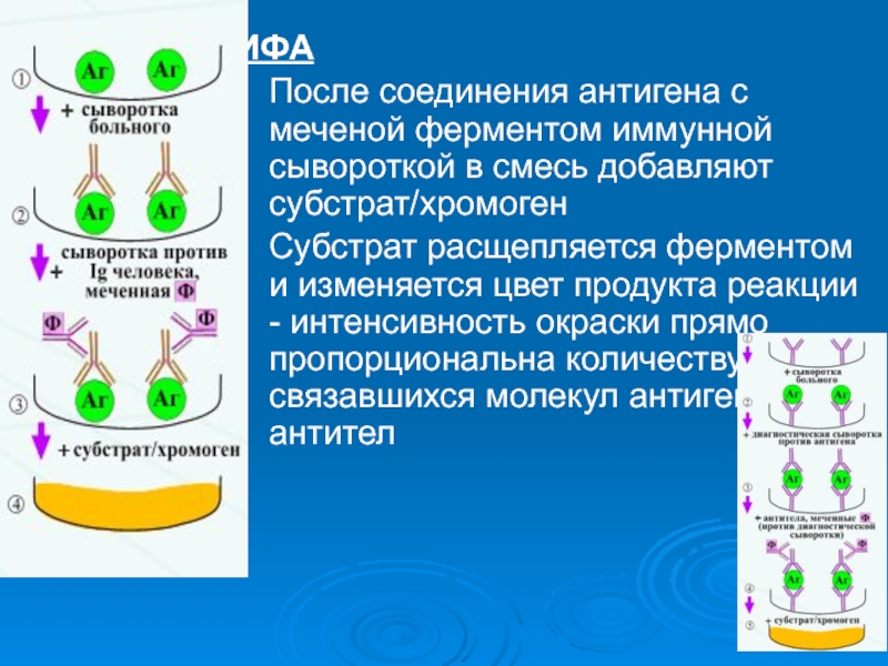 Сыворотка больного. Субстрат хромоген это. Субстрат ИФА. Ферменты и субстраты в ИФА. Метод ИФА ферменты.