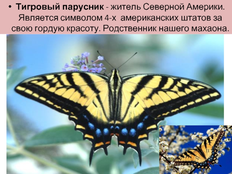 Бабочка махаон описание