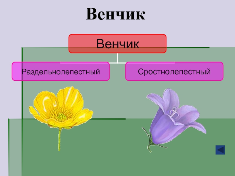 Функция венчика у цветка