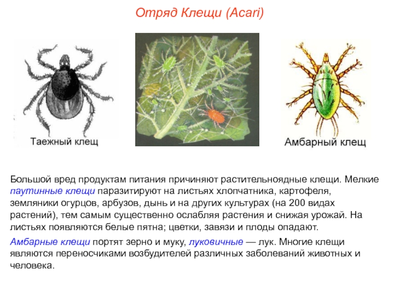 Клещи в пищевой цепочке. Внутреннее строение паутинного клеща. Класс паукообразные отряд клещи. Паутинный клещ отряд. Членистоногие Таежный клещ Тип.