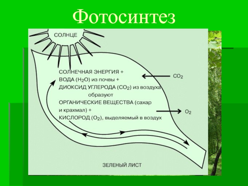 Фотосинтез 9 класс
