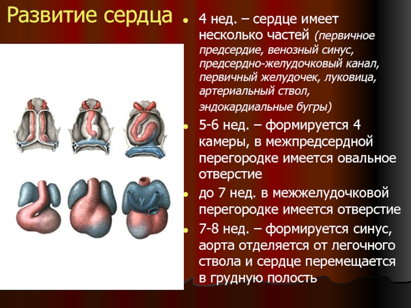 Эмбриогенез сердечно сосудистой системы презентация