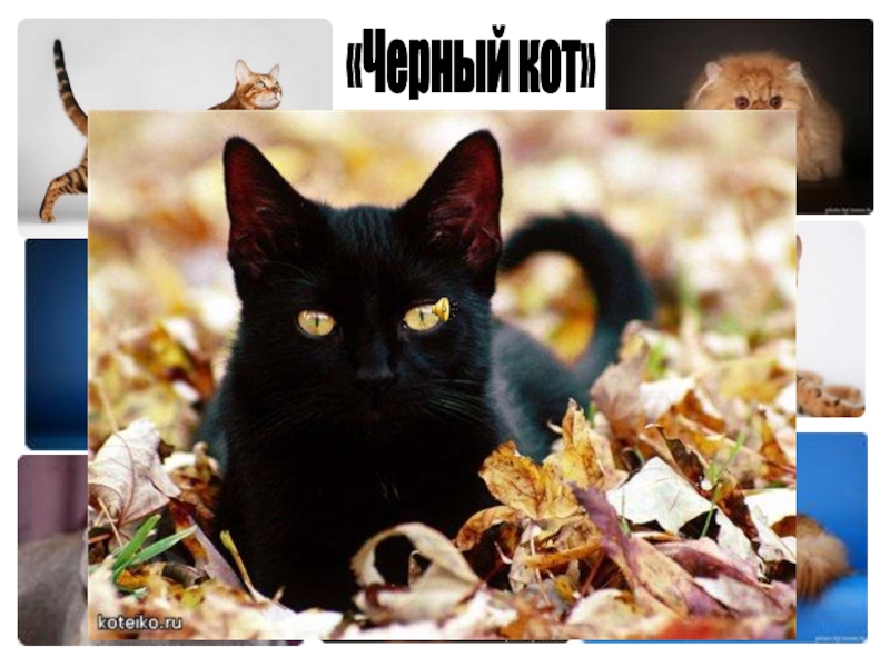 «Черный кот»