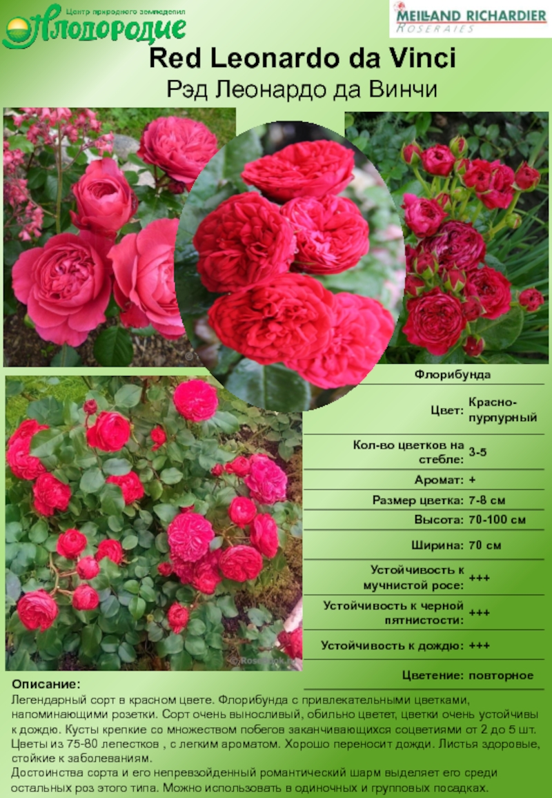 Розы флорибунда лучшие сорта фото с названиями и описанием