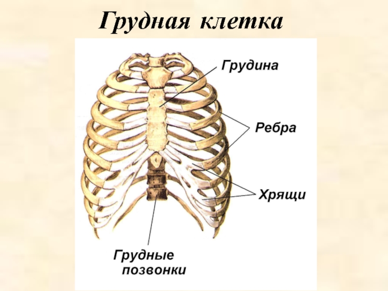 Трубчатая грудная кость. Скелет туловища. Скелет туловища человека. Скелет туловища хамелеона. Какие функции выполняет скелет туловища.
