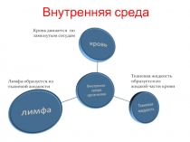 Внутренняя среда организма - Кровь