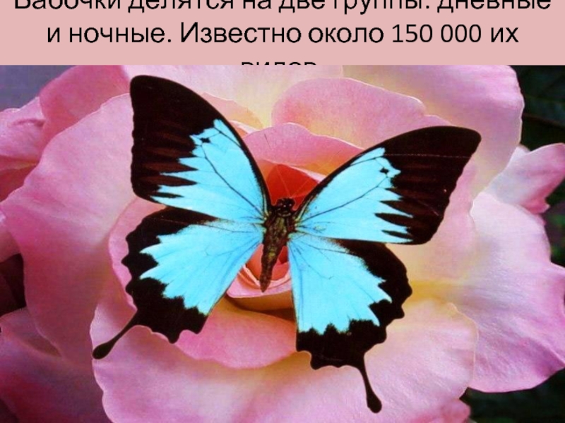 Почему бабочки такие разные и красивые. Дневные и ночные бабочки. Загадка про бабочку. Загадка про бабочку для детей.