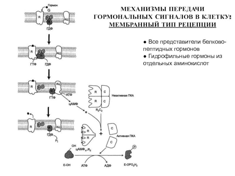 Механизмы передачи гормональных сигналов. Мембранный механизм передачи гормонального сигнала в клетку. Схема действия пептидных гормонов. Механизм мембранной рецепции гормонов. Механизм действия гормонов мембранной рецепции.