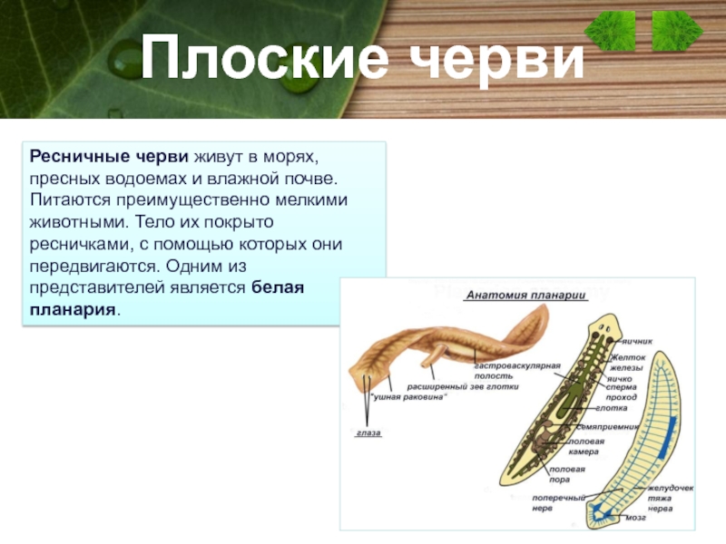 Чем представлены черви. Ресничные паразитические черви. Тип питания плоских червей. Класс Ресничные черви питание. Тип плоские черви.