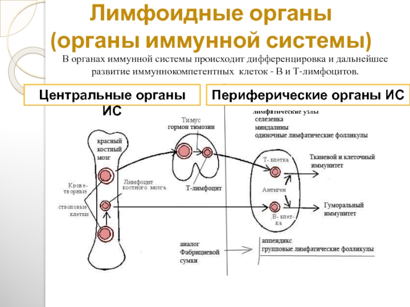Лимфоидная ткань органы. Лимфатические узлы иммунная система. Функции лимфоидной ткани в иммунной системе. Центральный лимфоидный орган иммунной системы. Первичные органы лимфоидной системы.
