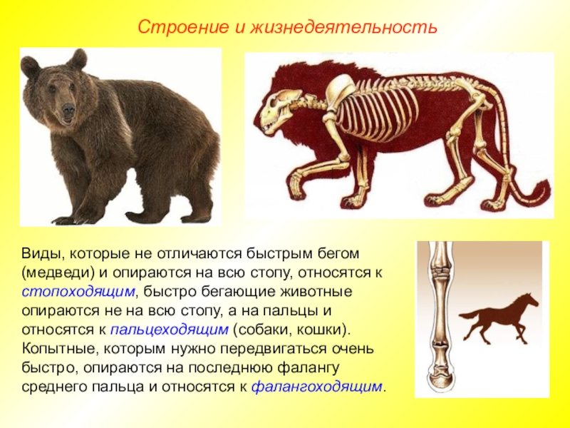 Особенности строения зверей. Медведь строение тела. Внутреннее строение медведя. Строение бурого медведя. Анатомия медведя.