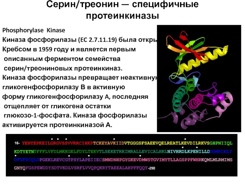 Общее различное уникальное специфичное. Серин треонин киназы. Серин треониновые протеинкиназы. Киназа фосфорилазы это. Киназа фосфорилазы гликогена.