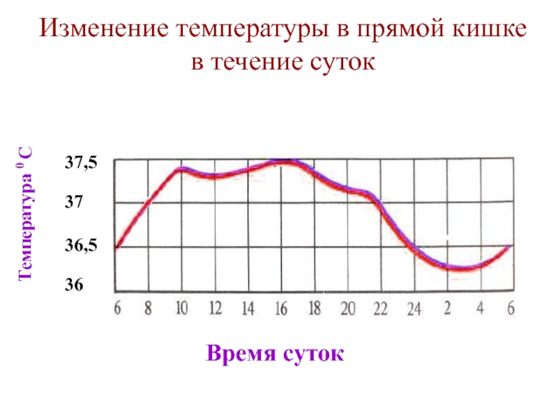 Тел в течение дня. Изменение температуры. Изменение температуры в течение суток. График температуры человека в течении суток. График изменения температуры тела в течении суток.