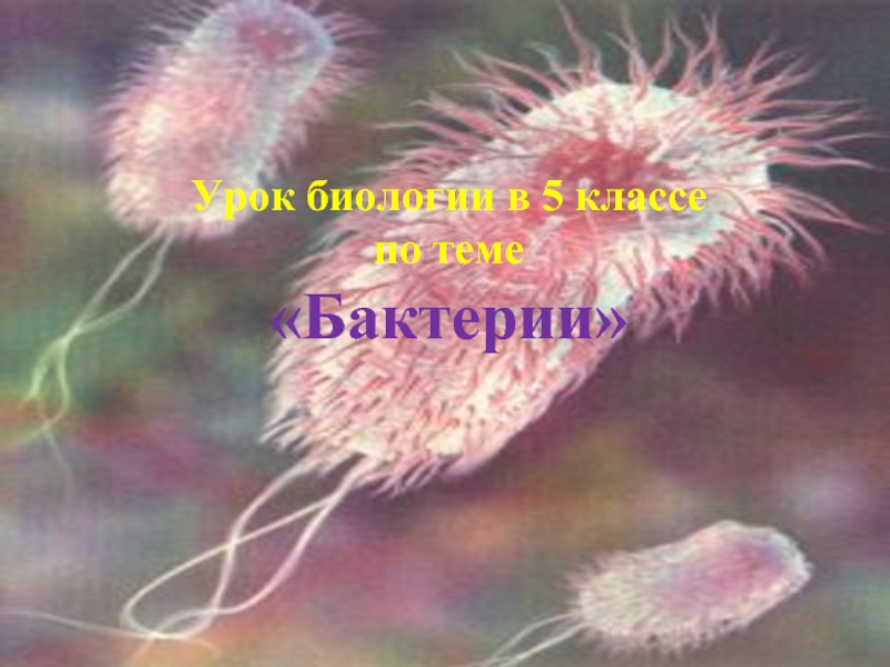 Презентация Бактерии