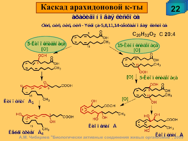 Каскад арахидоновой кислоты схема