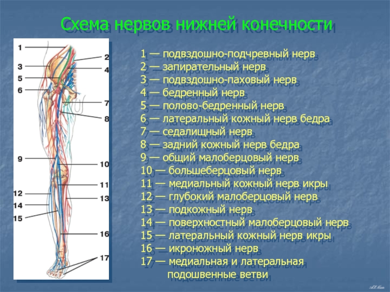 Нервы ноги. Иннервация нижней конечности анатомия. Нервы нижней конечности человека анатомия. Иннервация нервов нижних конечностей. Нервы нижней конечности топографическая анатомия.