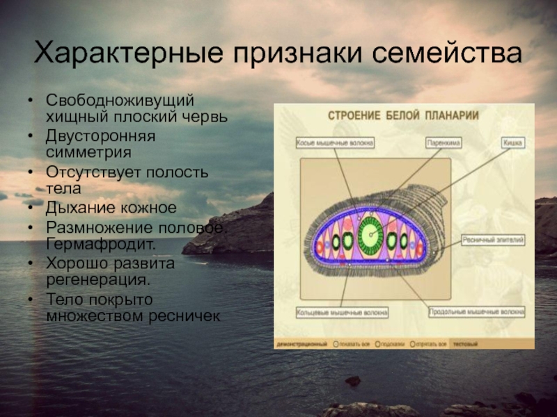 Какой тип питания характерен для белой планарии изображенной на рисунке обоснуйте свой ответ