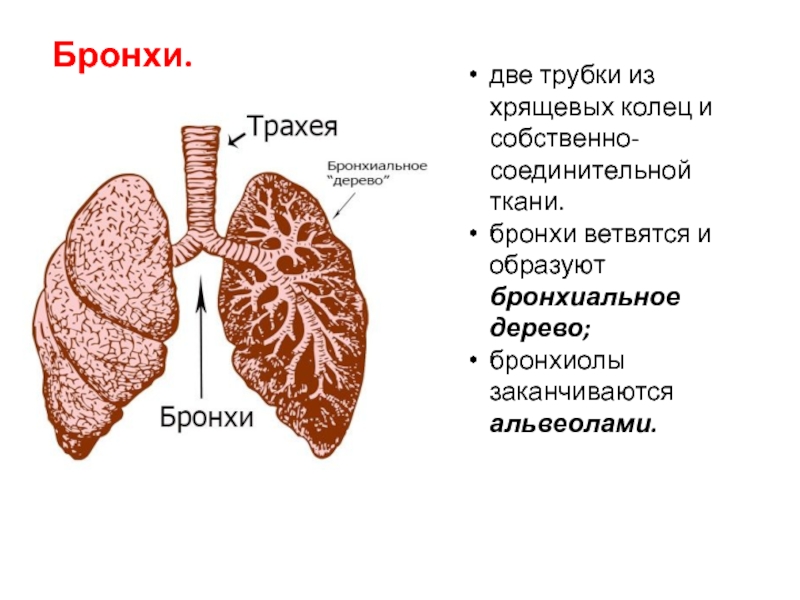 Легкие образованы