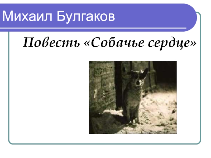 Презентация Михаил Булгаков Повесть Собачье сердце