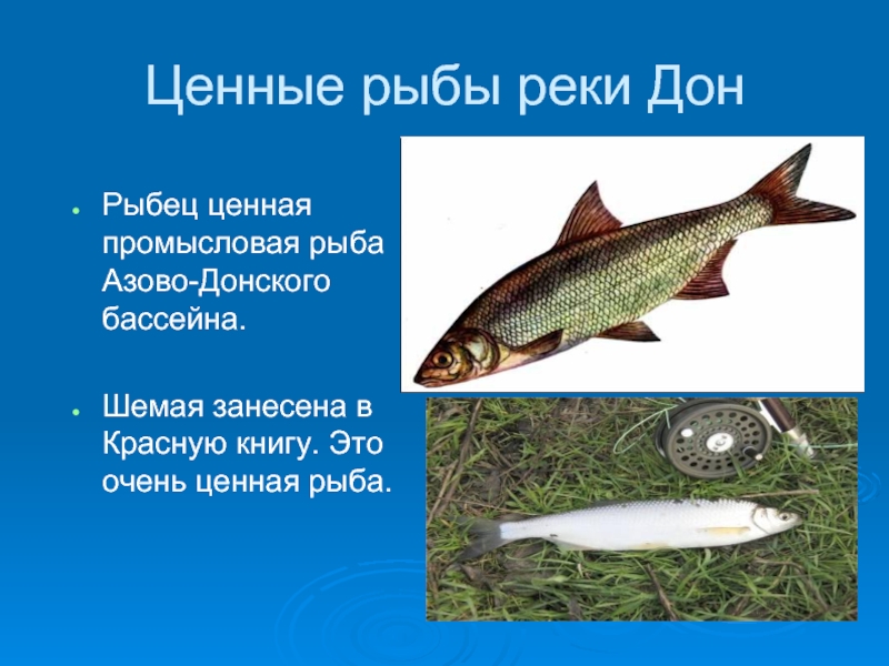 Рыбы рек ростовской области